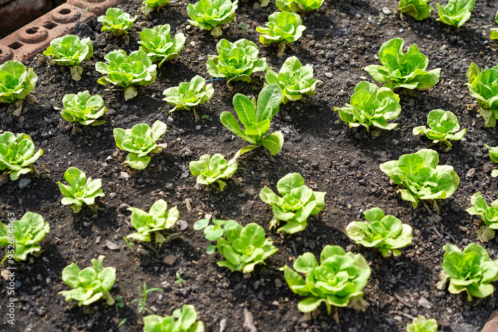 Small seedlings of green vegetable salad growing in farm.Vegetables plantation in garden, Organic plant cultivation greenhouses. Small seedlings of green vegetable salad growing in farm.Vegetables plantation in garden, Organic plant cultivation greenhouses.