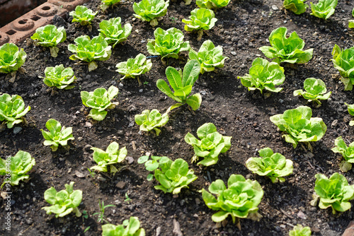 Small seedlings of green vegetable salad growing in farm.Vegetables plantation in garden, Organic plant cultivation greenhouses.