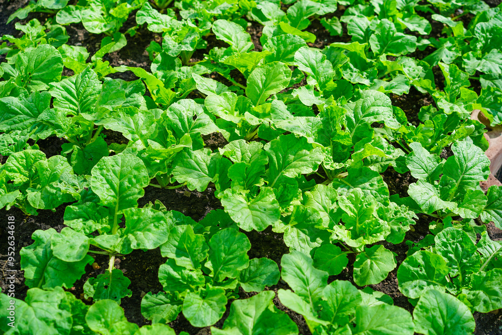 Fototapeta premium Young seedlings of green vegetable salad growing in farm.Vegetables plantation in garden, Organic plant cultivation greenhouses.