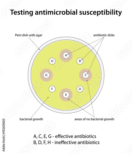 Testing antimicrobial susceptibility (disk diffusion test)