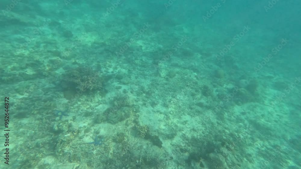 Underwater life with corals and fishes Underwater life with corals and fishes