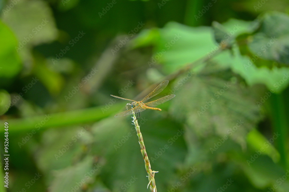 yellow dragonfly insect macro photo yellow dragonfly insect macro photo