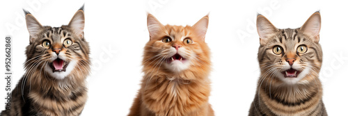 A domestic cat looks at the camera in surprise with its mouth slightly open. Isolated on a transparent background