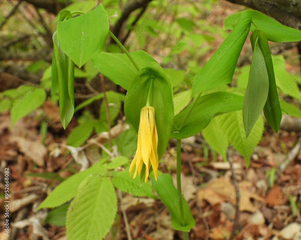 Fototapeta premium Uvularia grandiflora (Large-flowered Bellwort) Native North American Woodland Spring Wildflower