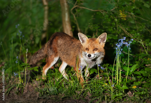 Portrait of a cute red fox amongst bluebells in spring