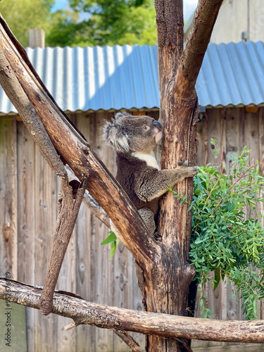 Photography Koala on a tree