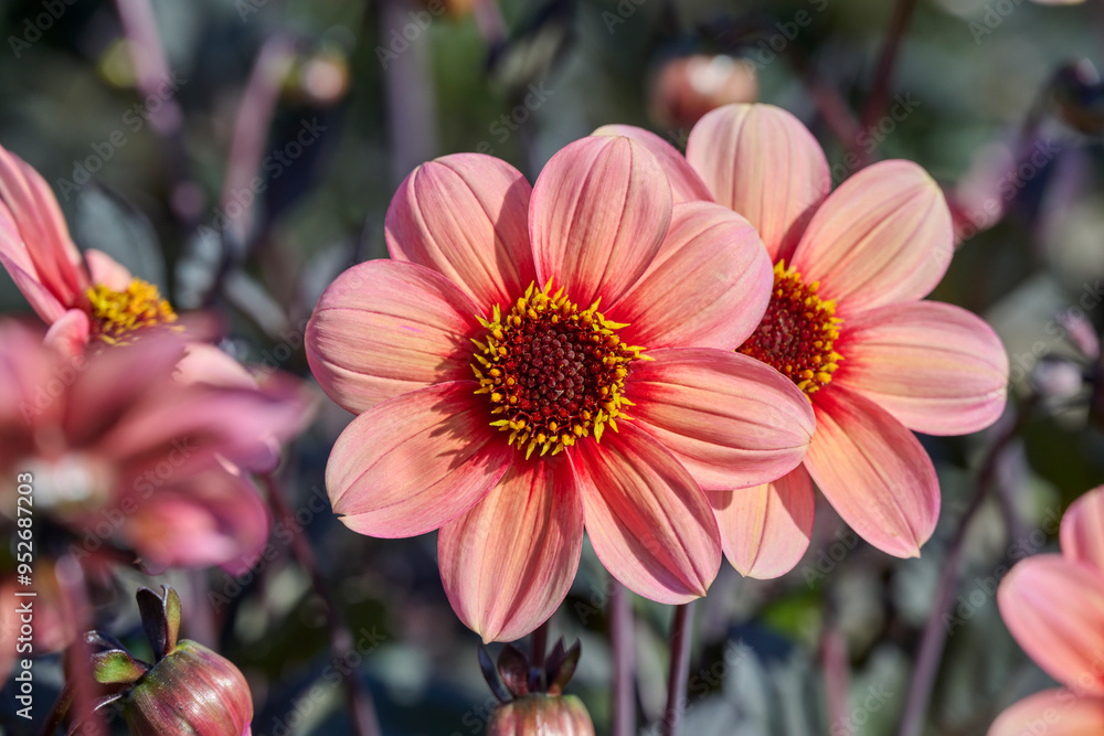 Obraz premium dahlia HS Kiss with soft apricot-orange shades of red with yellow heart
