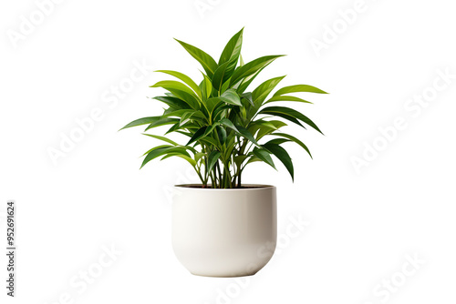 beautiful plant in ceramic pot isolated on clear white background