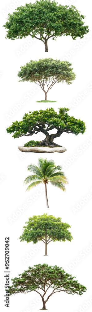 Fototapeta premium image set of Tropical tree