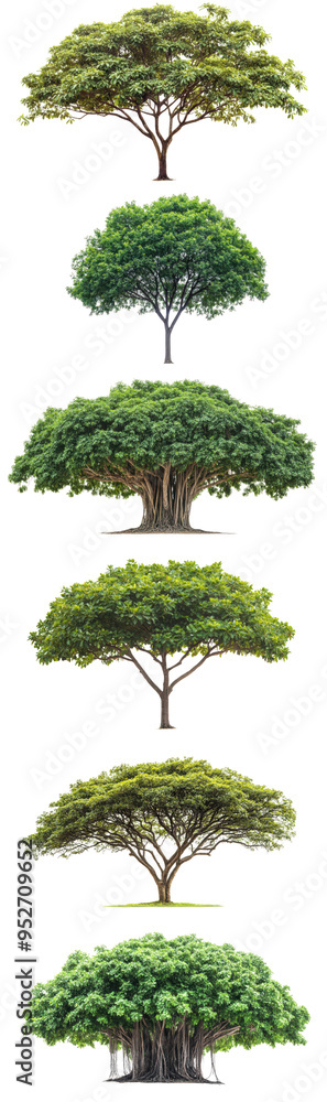 Fototapeta premium image set of Tropical tree