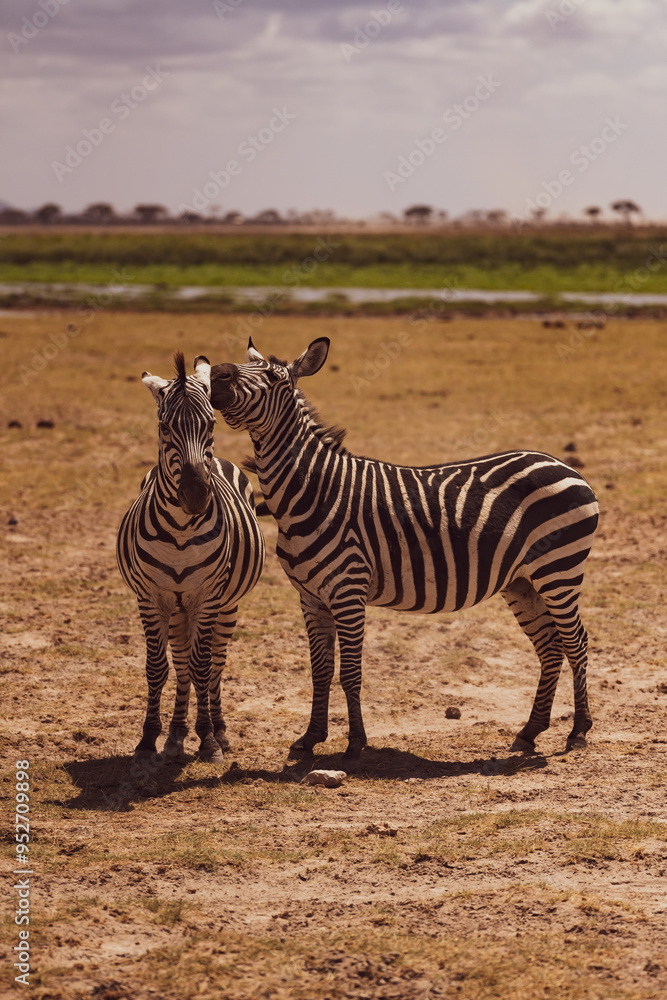 Naklejka premium zebra in the wild