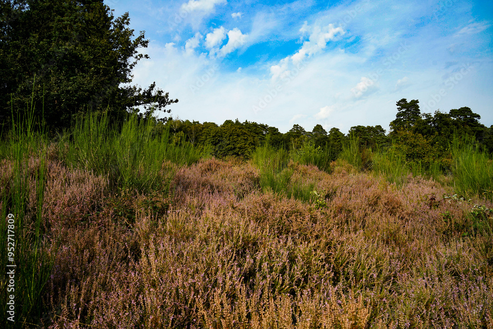 German heather landscape