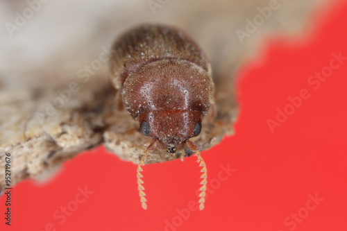 Cigarette or tobacco beetle (Lasioderma serricorne) stored product pest. Beetle, close-up of head and antennae. photo