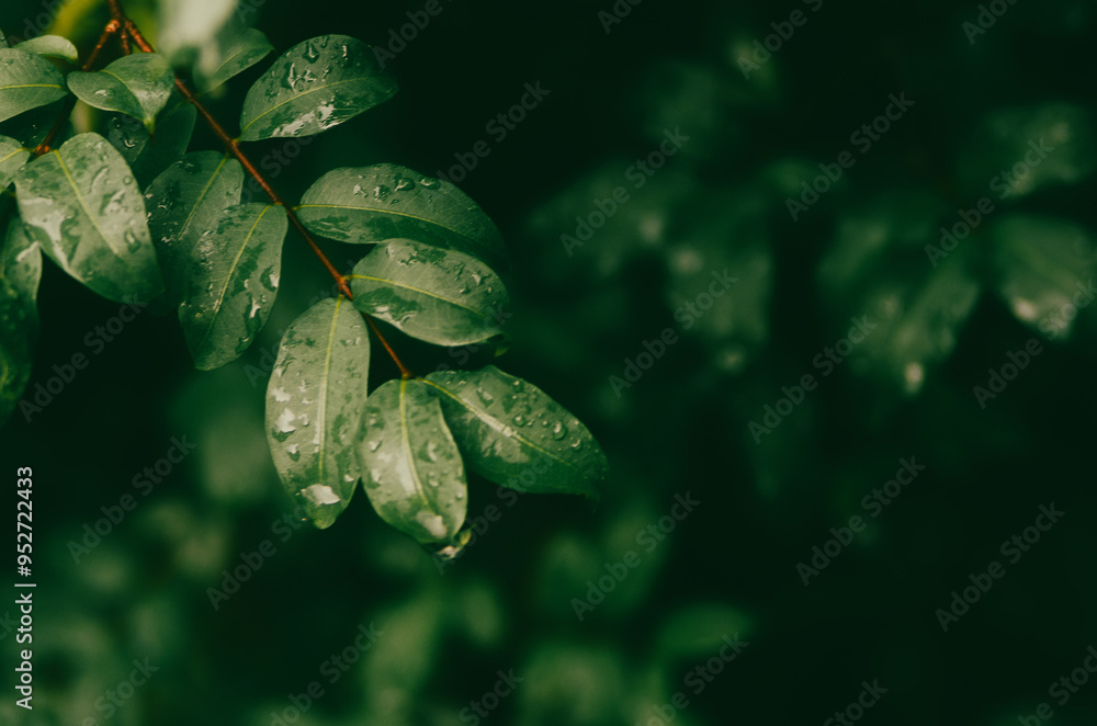 leaves with raindrops and free space leaves with raindrops and free space