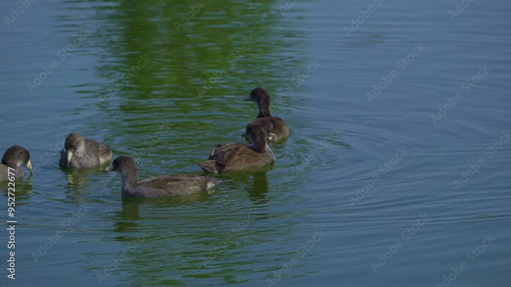 American Coot Families on a Beautiful Canadian Lake in Summer American Coot Families on a Beautiful Canadian Lake in Summer