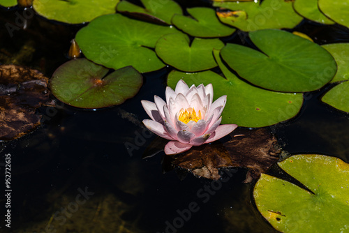 Pink water lily flowers in the pond