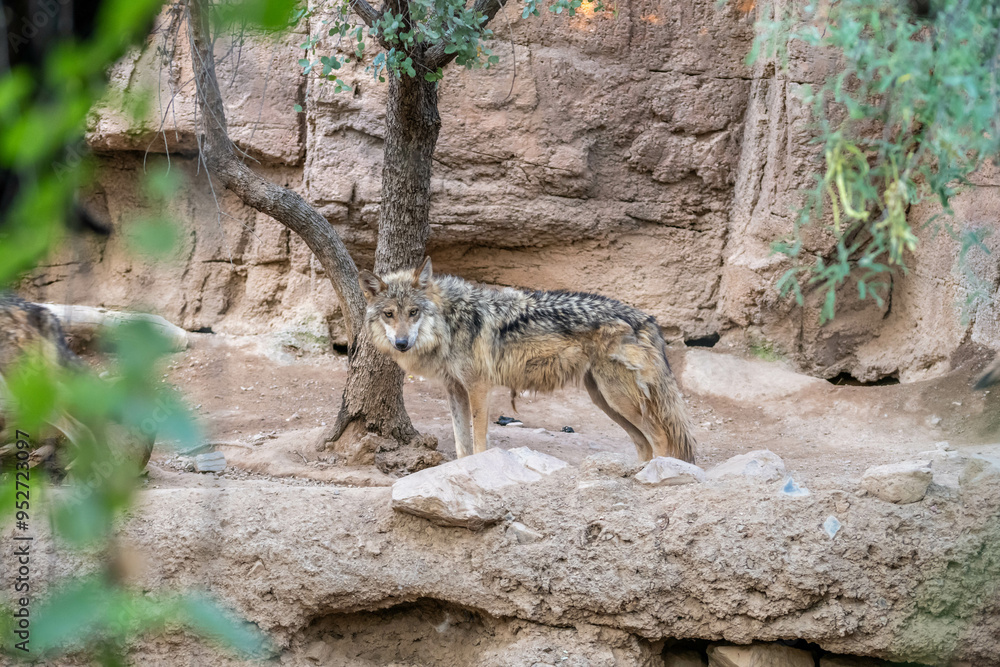 Fototapeta premium A Mexican Gray Wolf in Tucson, Arizona