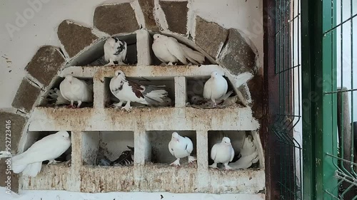 White doves nesting in stone wall compartments. Multiple pigeons perched in tiered cubby holes. Peaceful birds resting in makeshift dovecote against rustic masonry backdrop photo