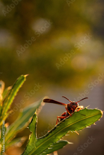 A wasp sitting on a weed at sunset