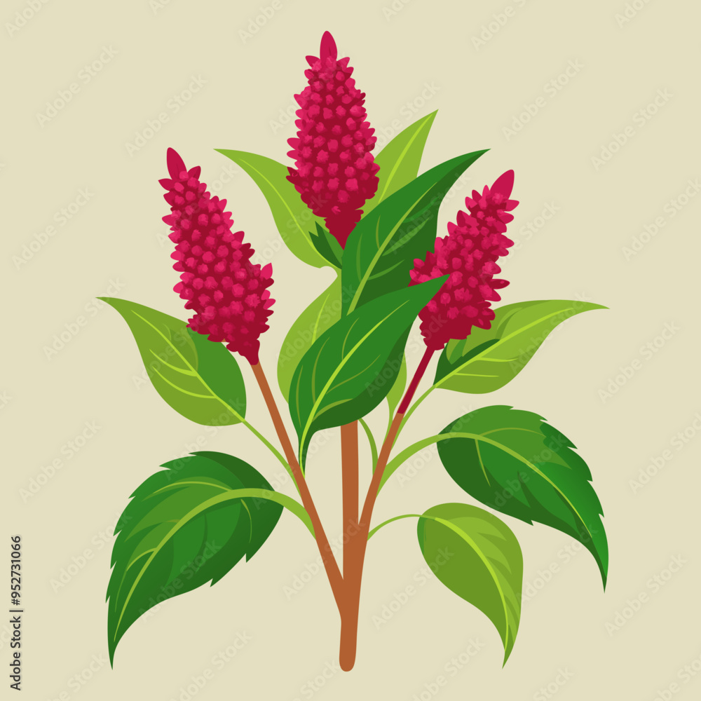 Amaranth Vector Art Illustration Amaranth Vector Art Illustration