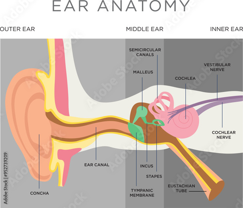 Human ear anatomy stock illustration
