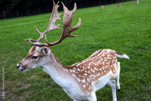 Slika na platnu Deer are especially beautiful!