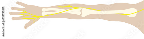 Radial nerve stock illustration
