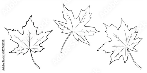 Maple tree leaf hand drawn vector illustration. Thanksgiving day, autumn season, Canada outline symbol closeup. Forest flora, herbarium element monochrome drawing isolated on white background