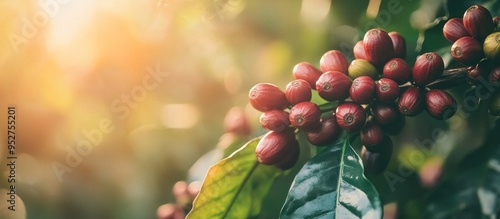 Close-up of Ripe Coffee Beans on a Branch photo