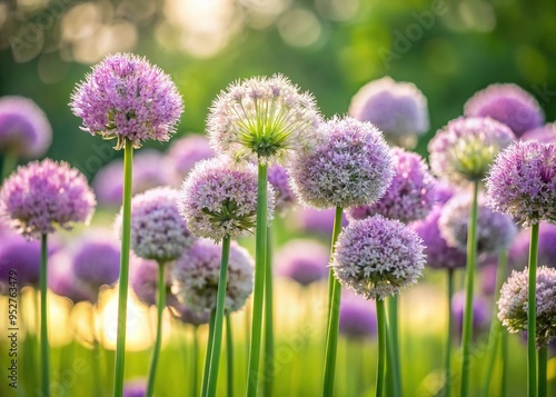 Delicate, pale purple onion flowers bloom in a lush green field, their intricate, spherical clusters swaying gently in the soft, warm light of a summer breeze.