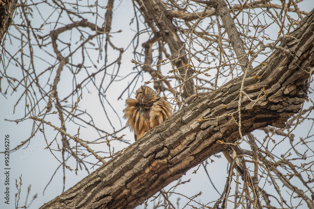 Fotografie GREAT HORNED OWL PREENING