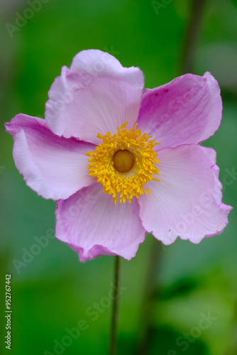 Pink flower in the garden