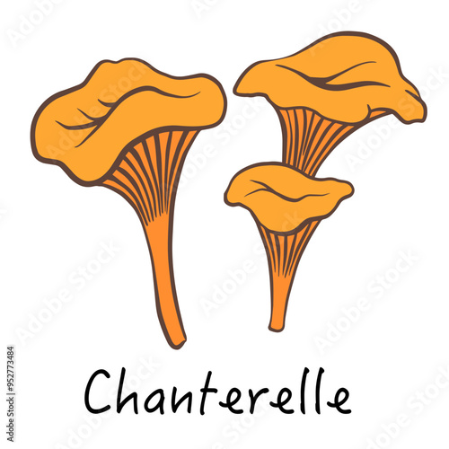Chantharelle line doodle color illustration. mushroom image isolated on white background for book, market, restaurant menu, package, cookbook, recipe design.