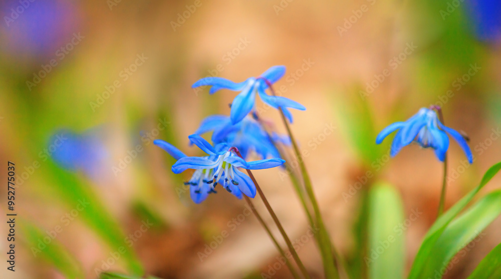 Selective focus close-up of the blue snowdrop flowers in early spring in the forest. Scilla siberica Squill
