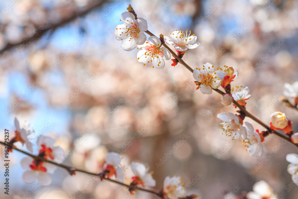 Spring background - flowers of apricot tree on the background of a blooming garden, closeup with space for text Spring background - flowers of apricot tree on the background of a blooming garden, closeup with space for text