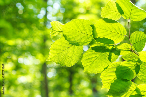 Spring landscape, background - view of the hazel leaves on the branch in the deciduous forest on a sunny day, close up, with space for text photo