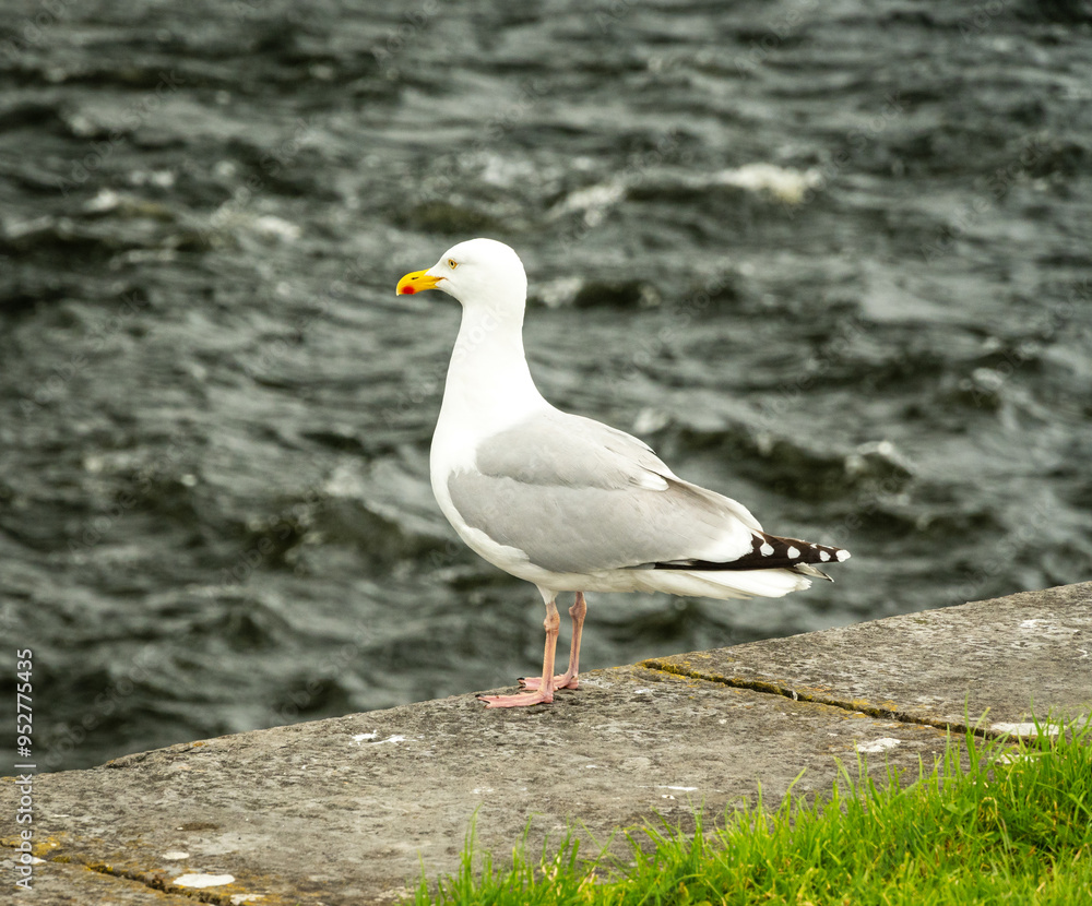 Seagull in the port of Galway, Ireland. Seagull in the port of Galway, Ireland.