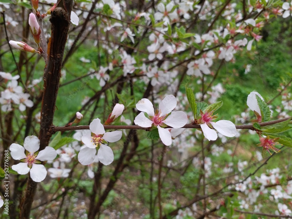 Blooming tree, early spring, beautiful view attracts the eye, romantic mood, desire for freedom and a walk. Apple and cherry blossoms Blooming tree, early spring, beautiful view attracts the eye, romantic mood, desire for freedom and a walk. Apple and cherry blossoms