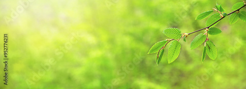 Spring background, horizontal banner - view of the beech leaves on the branch in the forest on a sunny day, close up, with space for text