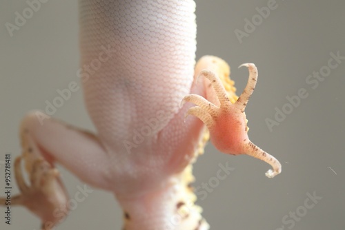 One gecko on grey background, bottom view. Exotic pet photo