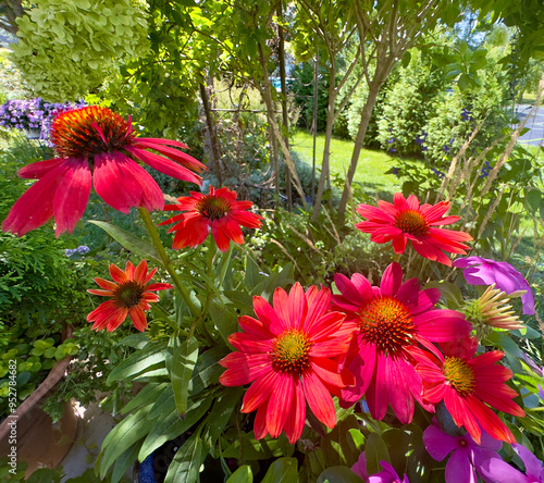 Wide angle view of beautiful reddish orange sombrero salsa coneflowers, echinacea purpurea, on a beautiful sunny, summer day photo