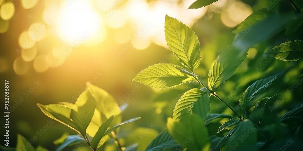 Bright green leaves are lit up by the sun, depicting the vibrancy and life of the nature during a sunny day. Bright green leaves are lit up by the sun, depicting the vibrancy and life of the nature during a sunny day.