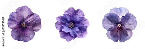 Lilac violet or viola PNG set isolated on transparent background. Clipart template for collages, cards and posters, spring style, romance, congratulations