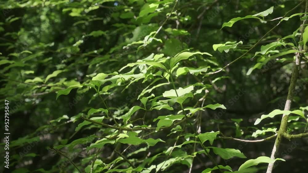 A branch with leaves in the rays of the sun A branch with leaves in the rays of the sun