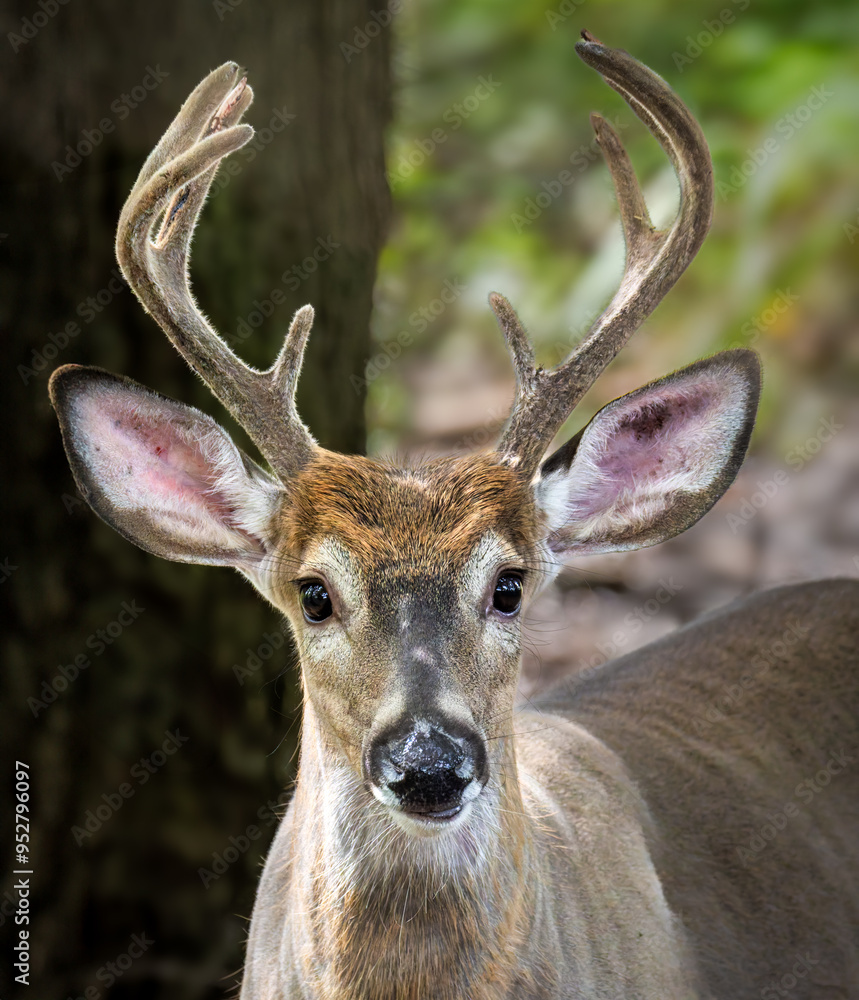 Young male white-tailed deer in a New Jersey forest. The white-tailed deer (Odocoileus virginianus) is a medium-sized species of deer native to North America, Central America, and South America