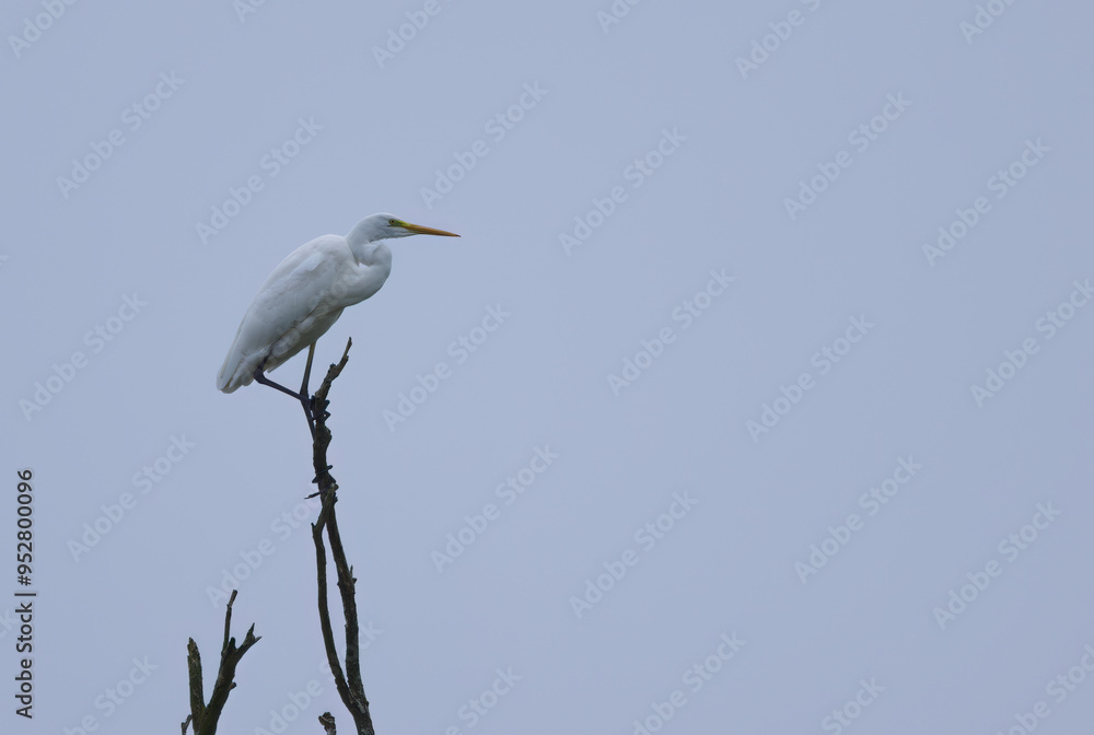 Great White Egret on a dead tree, Great White Egret at dawn, Great White Egret from the side Great White Egret on a dead tree, Great White Egret at dawn, Great White Egret from the side