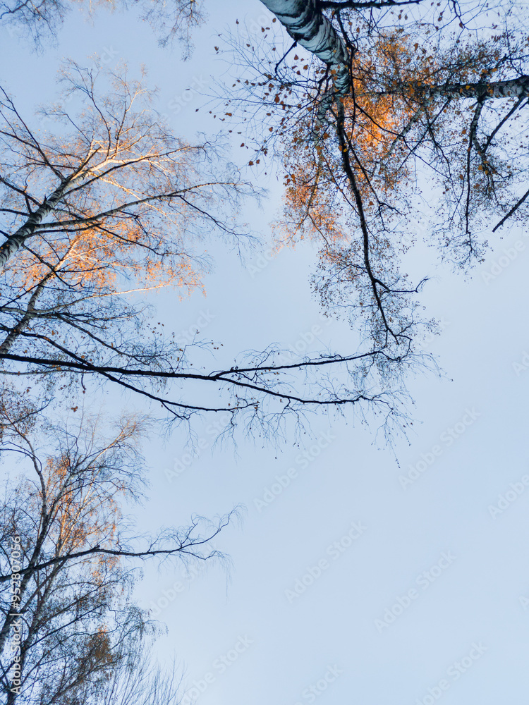 Bottom view on birch trees with golden autumn leaves. Copy space on clear blue sky background. Colorful foliage of autumn forest. Fall season in wood. Bottom view on birch trees with golden autumn leaves. Copy space on clear blue sky background. Colorful foliage of autumn forest. Fall season in wood.