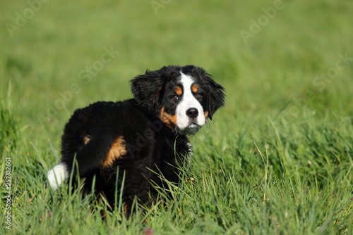 Berner Sennenhund
Cute fluffy Bernese Mountain Dog puppy in the garden photo