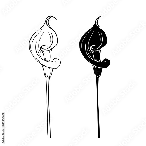 Line sketch, silhouette, stamp of blooming calla lily flower. Vector graphics.