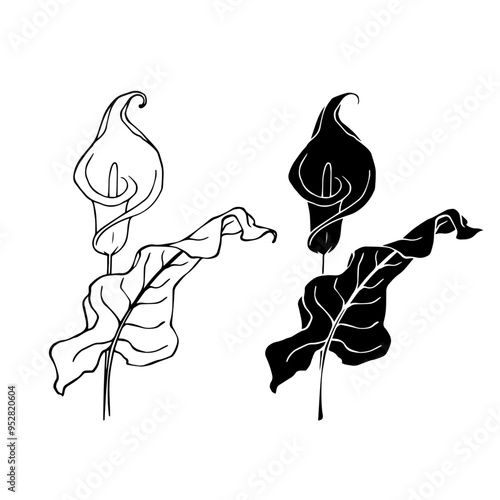 Line sketch, silhouette, stamp of blooming calla lily flower. Vector graphics.